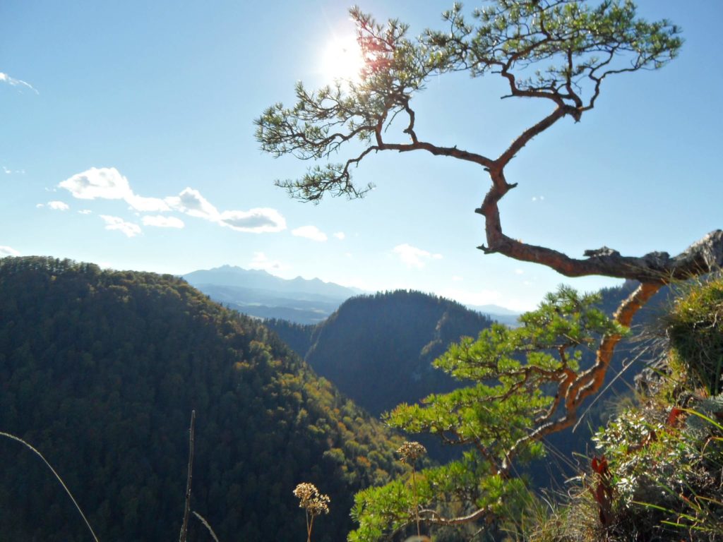 Pieniny_Sokolica