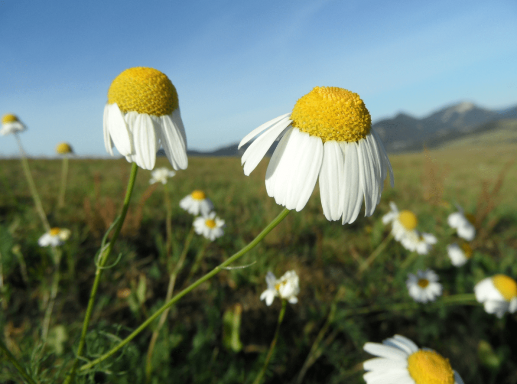 Pieniny Zamagurie harmancek